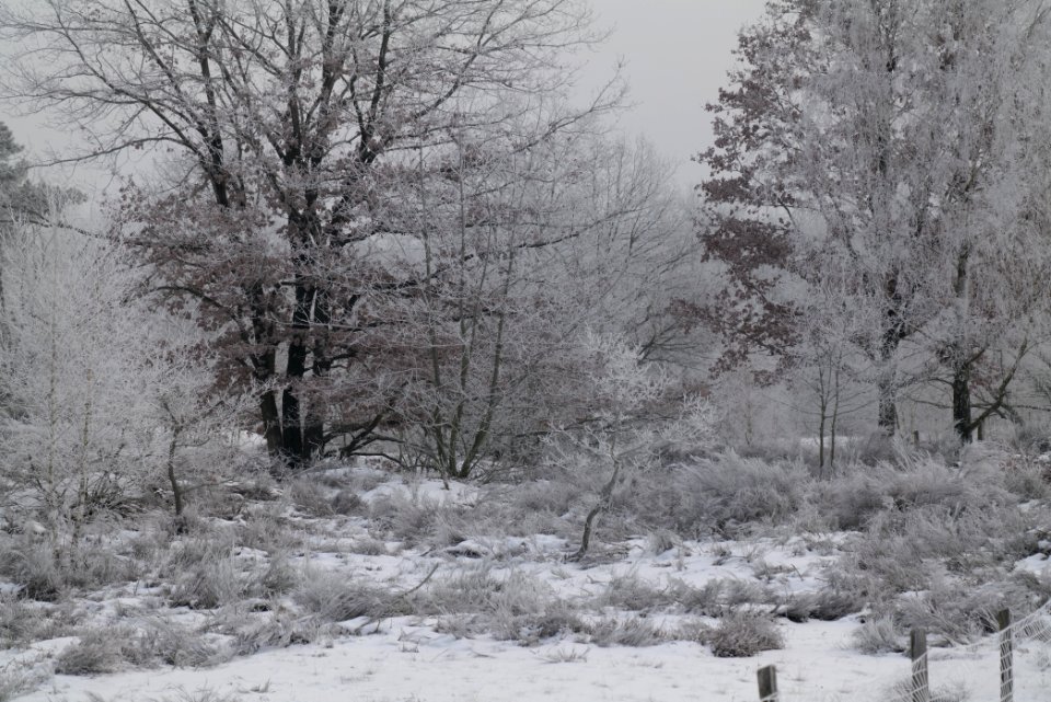 Döberitzer Heide with snow 2021-02-14 104