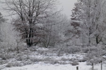 Döberitzer Heide with snow 2021-02-14 104