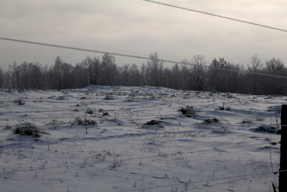 Döberitzer Heide wilderness area with snow 2021-02-14 76