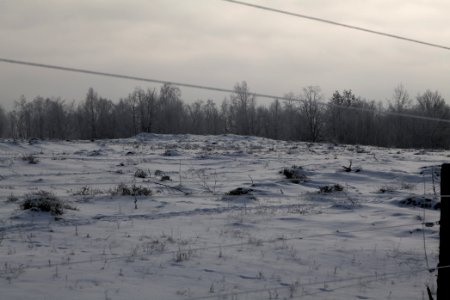 Döberitzer Heide wilderness area with snow 2021-02-14 76