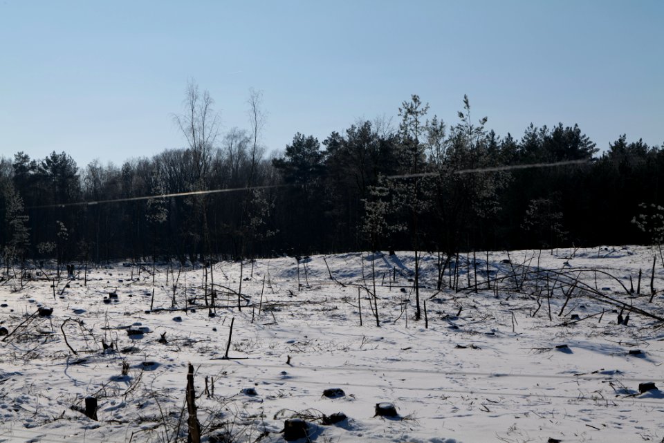 Döberitzer Heide wilderness area with snow 2021-02-14 89