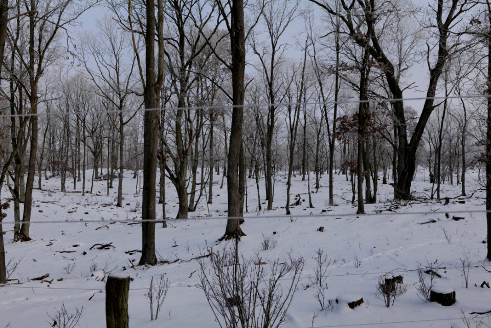 Döberitzer Heide wilderness area with snow 2021-02-14 88