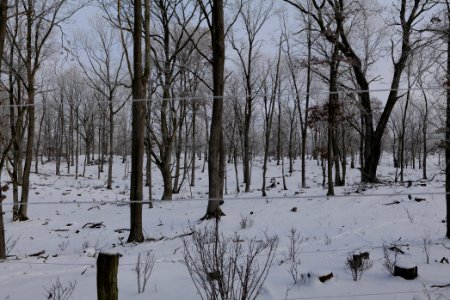 Döberitzer Heide wilderness area with snow 2021-02-14 88
