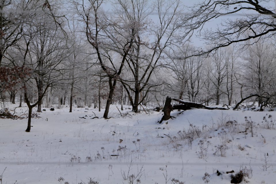 Döberitzer Heide wilderness area with snow 2021-02-14 84