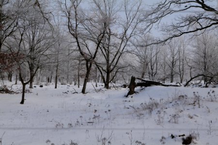Döberitzer Heide wilderness area with snow 2021-02-14 84