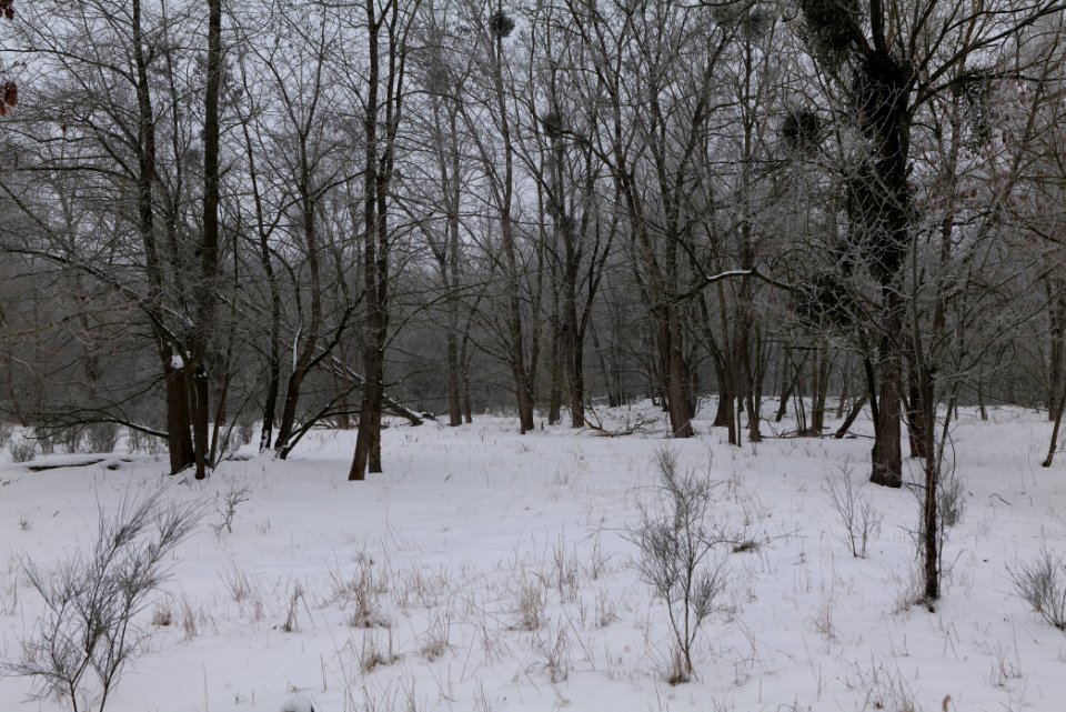 Döberitzer Heide with snow 2021-02-14 10