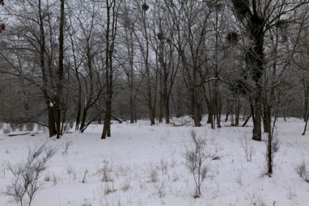 Döberitzer Heide with snow 2021-02-14 10