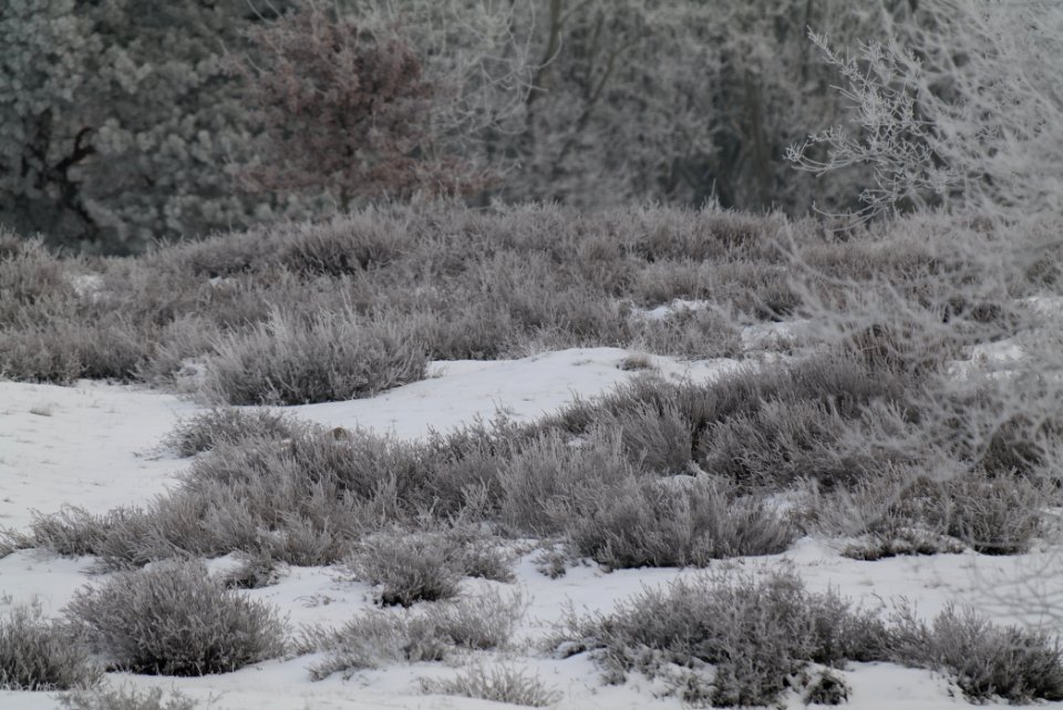 Döberitzer Heide with snow 2021-02-14 102