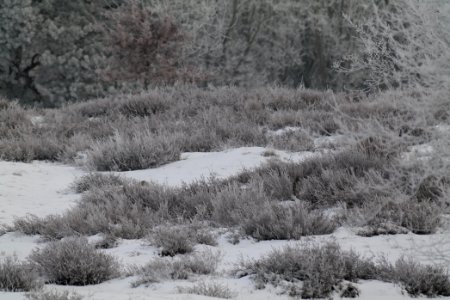 Döberitzer Heide with snow 2021-02-14 102