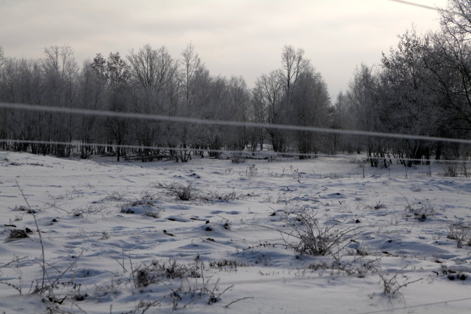 Döberitzer Heide wilderness area with snow 2021-02-14 78