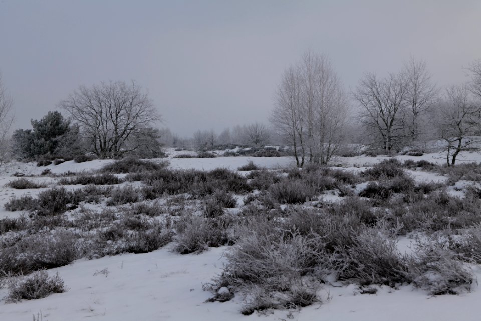 Döberitzer Heide with snow 2021-02-14 119