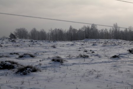 Döberitzer Heide wilderness area with snow 2021-02-14 75