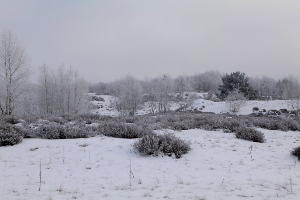 Döberitzer Heide with snow 2021-02-14 130