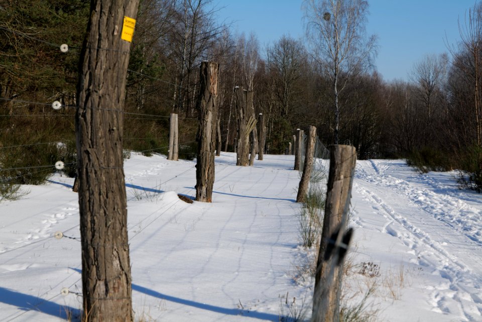 Döberitzer Heide wilderness area with snow 2021-02-14 91