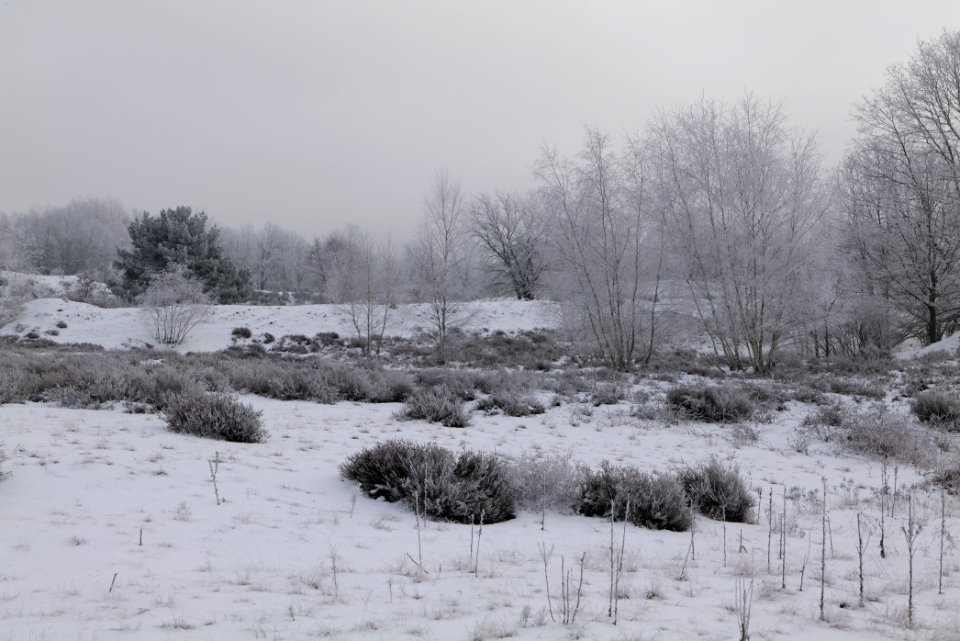 Döberitzer Heide with snow 2021-02-14 127
