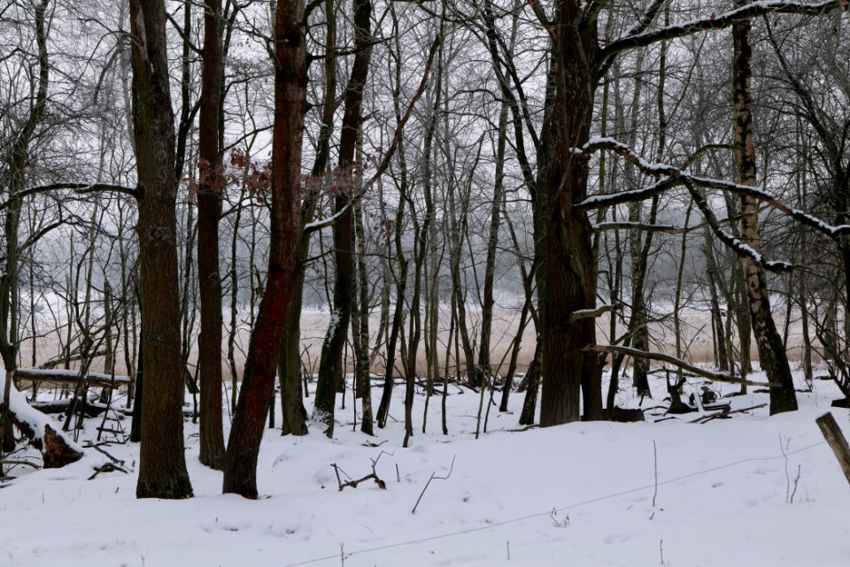 Döberitzer Heide with snow 2021-02-14 12
