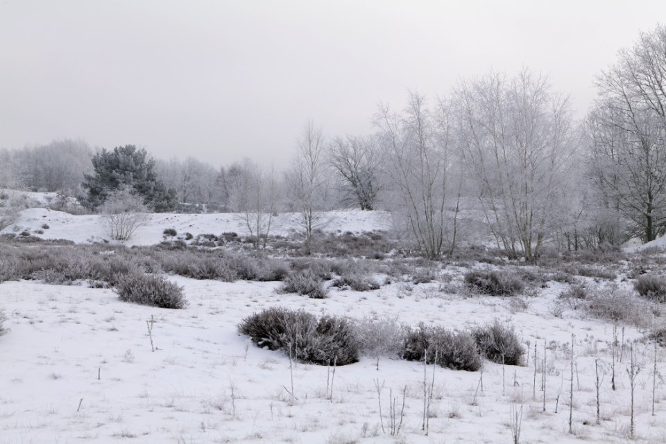 Döberitzer Heide with snow 2021-02-14 128