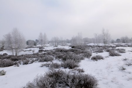 Döberitzer Heide with snow 2021-02-14 133