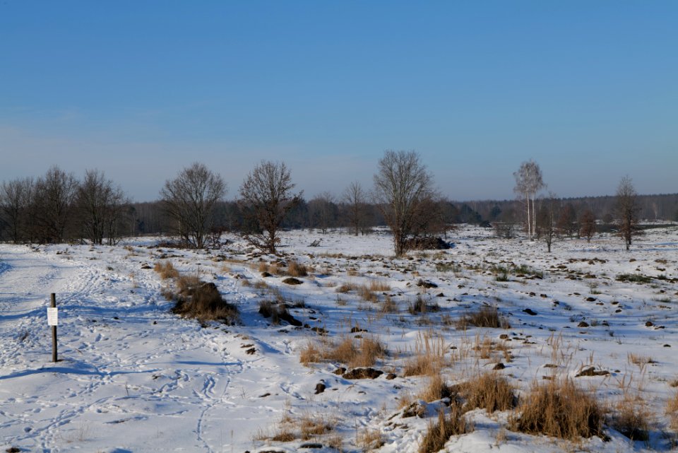 Döberitzer Heide with snow 2021-02-14 217