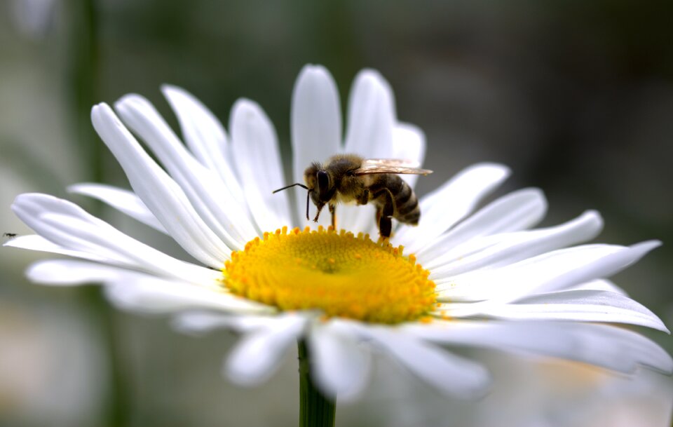 Work insecta nature