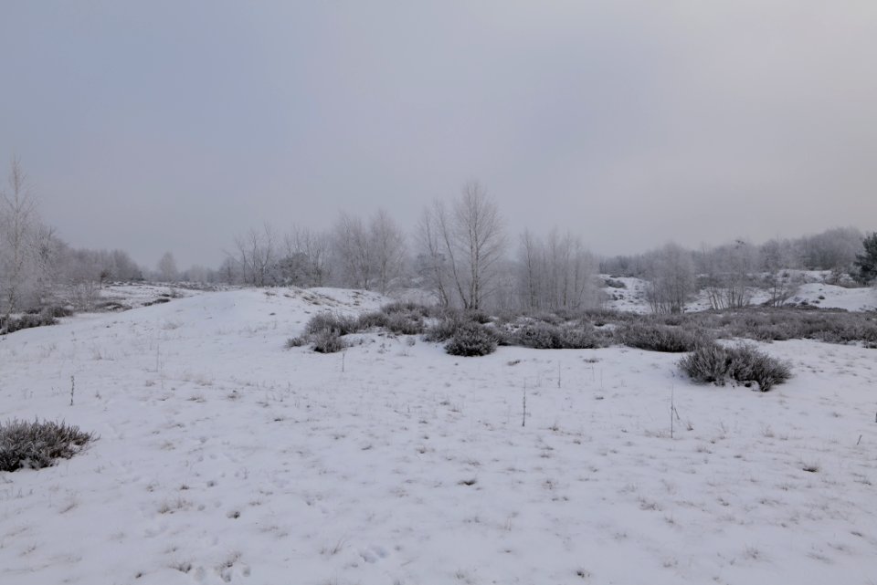 Döberitzer Heide with snow 2021-02-14 131