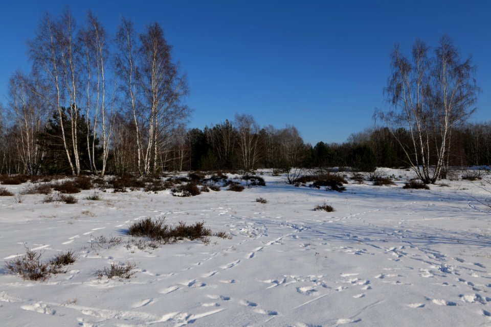Döberitzer Heide with snow 2021-02-14 212