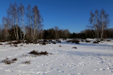 Döberitzer Heide with snow 2021-02-14 212 photo