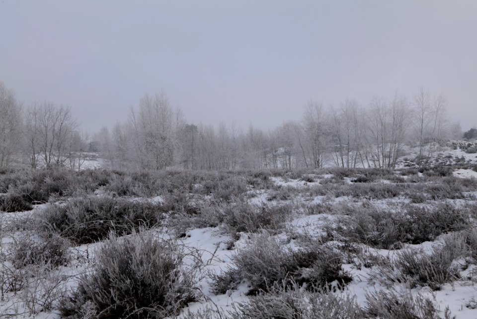 Döberitzer Heide with snow 2021-02-14 125