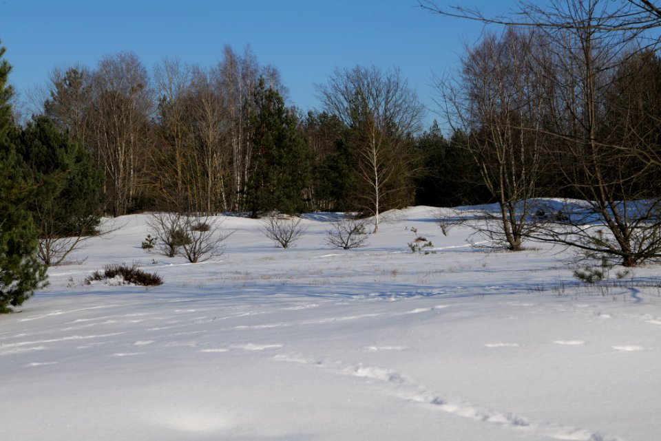 Döberitzer Heide with snow 2021-02-14 210