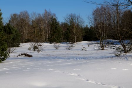 Döberitzer Heide with snow 2021-02-14 210