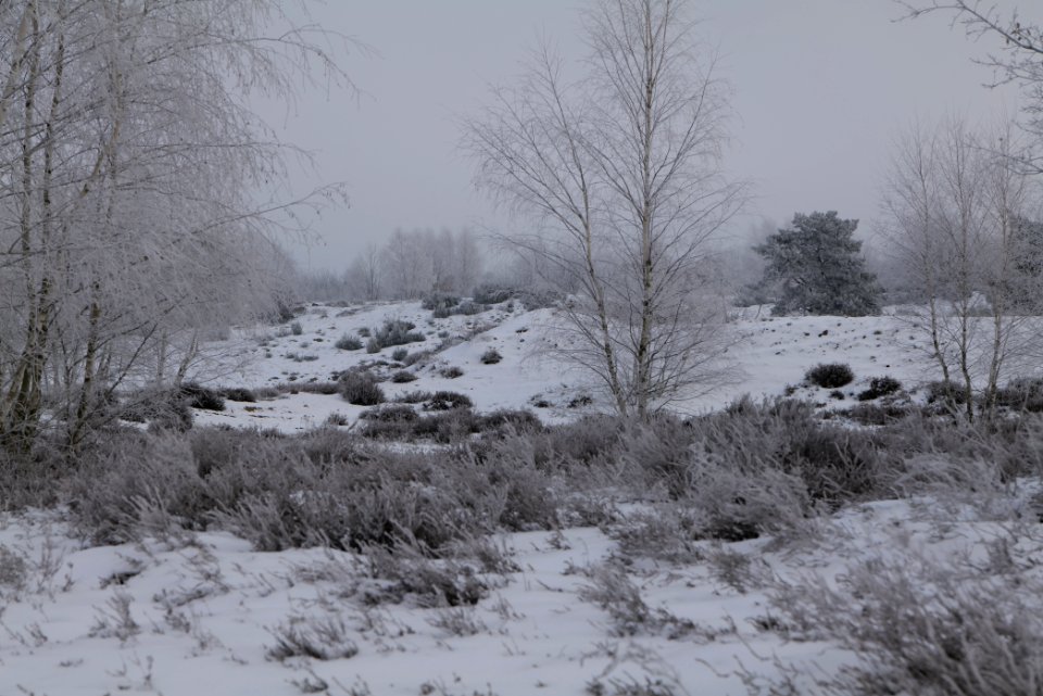 Döberitzer Heide with snow 2021-02-14 121