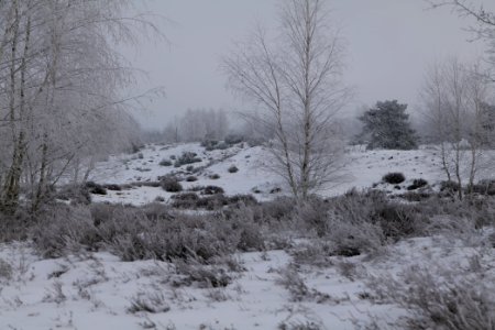 Döberitzer Heide with snow 2021-02-14 121 photo
