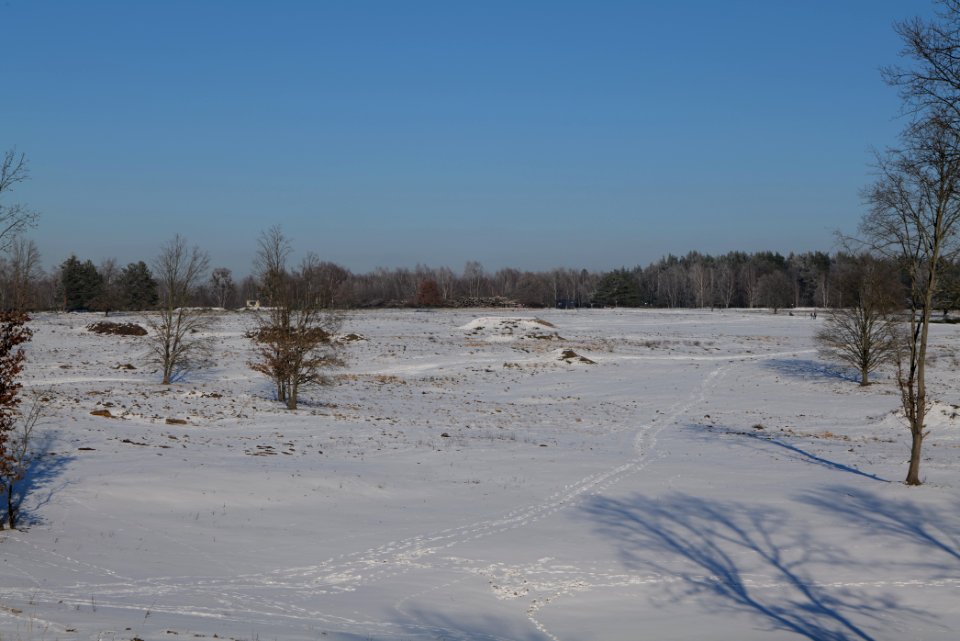 Döberitzer Heide with snow 2021-02-14 227