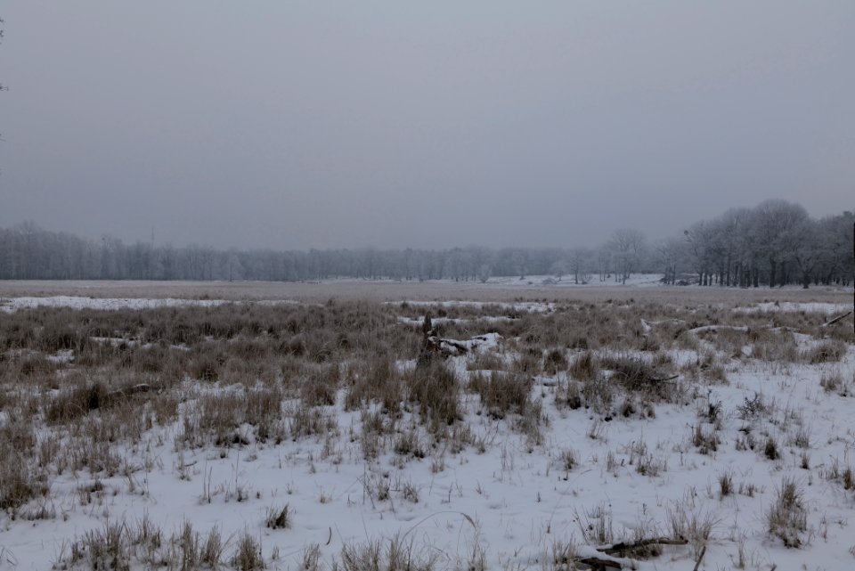 Döberitzer Heide with snow 2021-02-14 24