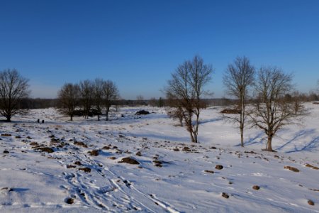 Döberitzer Heide with snow 2021-02-14 223