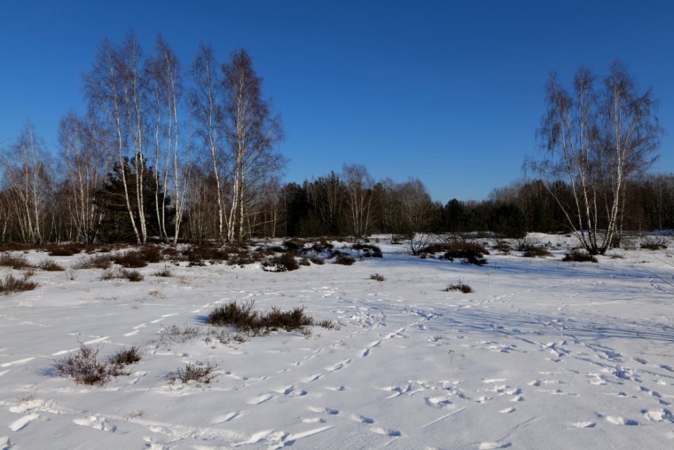 Döberitzer Heide with snow 2021-02-14 211