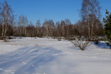 Döberitzer Heide with snow 2021-02-14 209