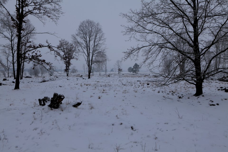 Döberitzer Heide with snow 2021-02-14 40