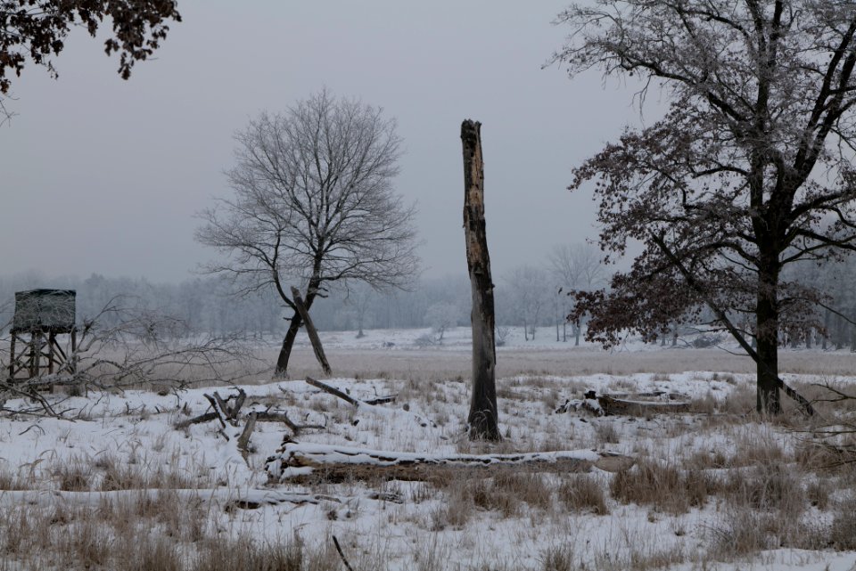 Döberitzer Heide with snow 2021-02-14 35