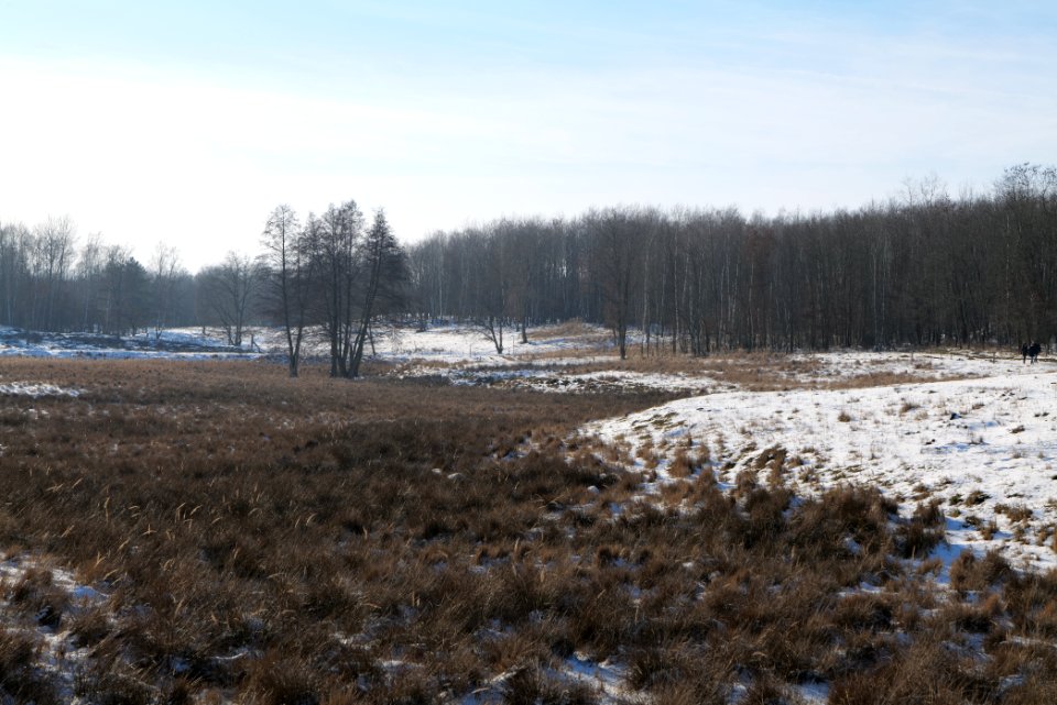 Döberitzer Heide with snow 2021-02-14 240