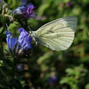 White blue nature