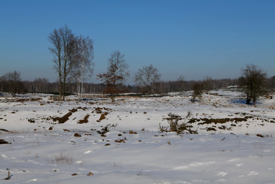 Döberitzer Heide with snow 2021-02-14 235
