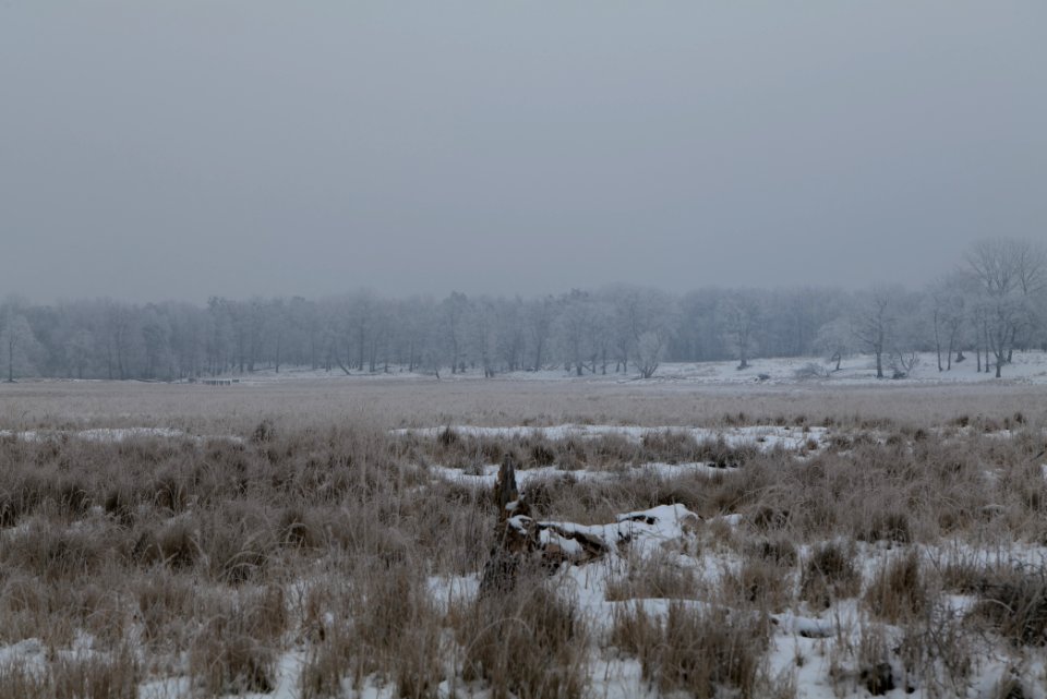Döberitzer Heide with snow 2021-02-14 22