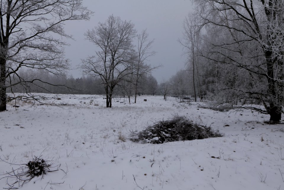 Döberitzer Heide with snow 2021-02-14 38