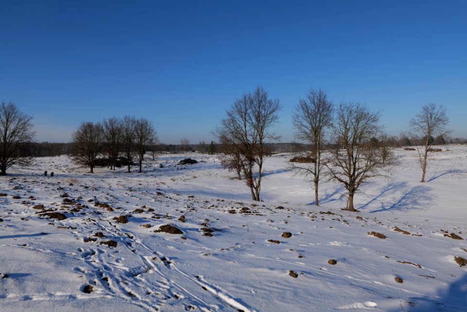 Döberitzer Heide with snow 2021-02-14 222