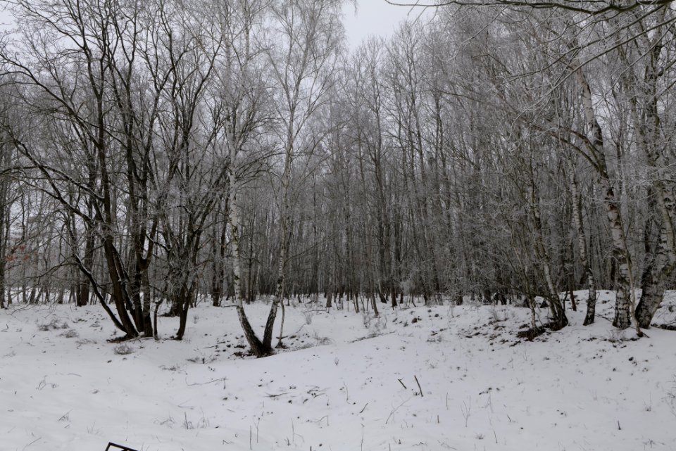 Döberitzer Heide with snow 2021-02-14 37