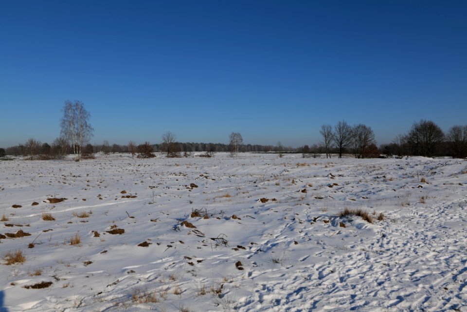 Döberitzer Heide with snow 2021-02-14 231