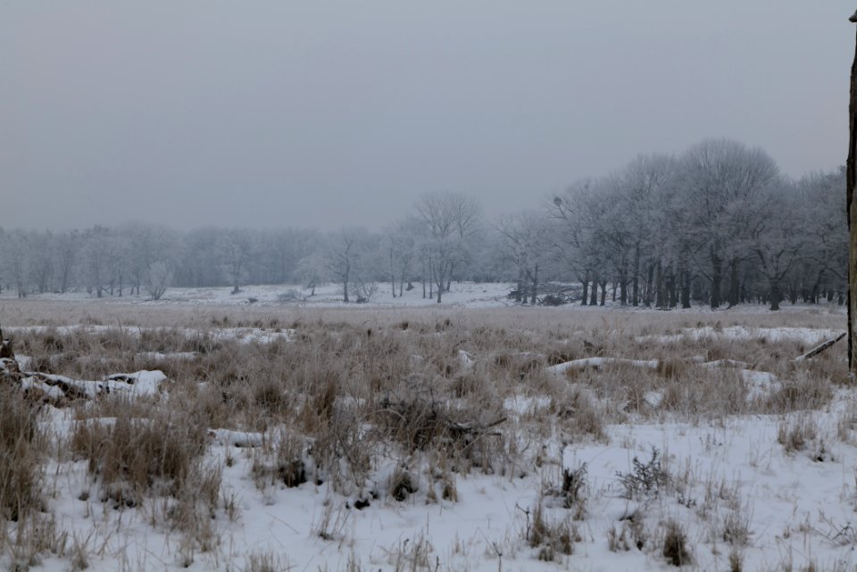 Döberitzer Heide with snow 2021-02-14 31