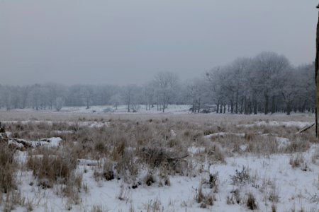 Döberitzer Heide with snow 2021-02-14 31