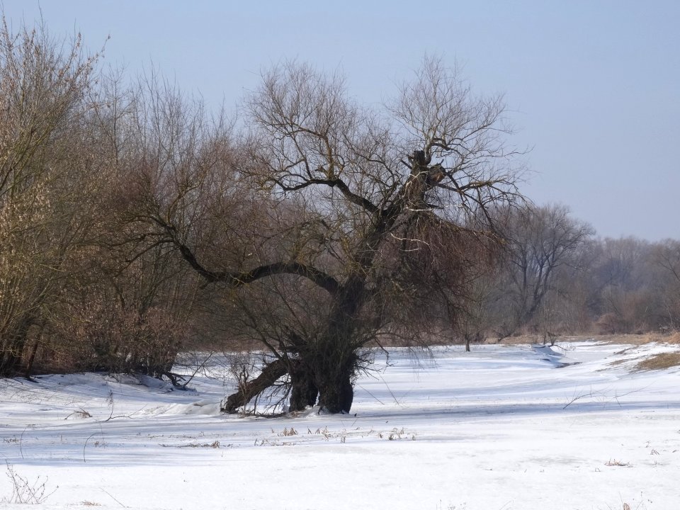Czarnowo Vistula st 4